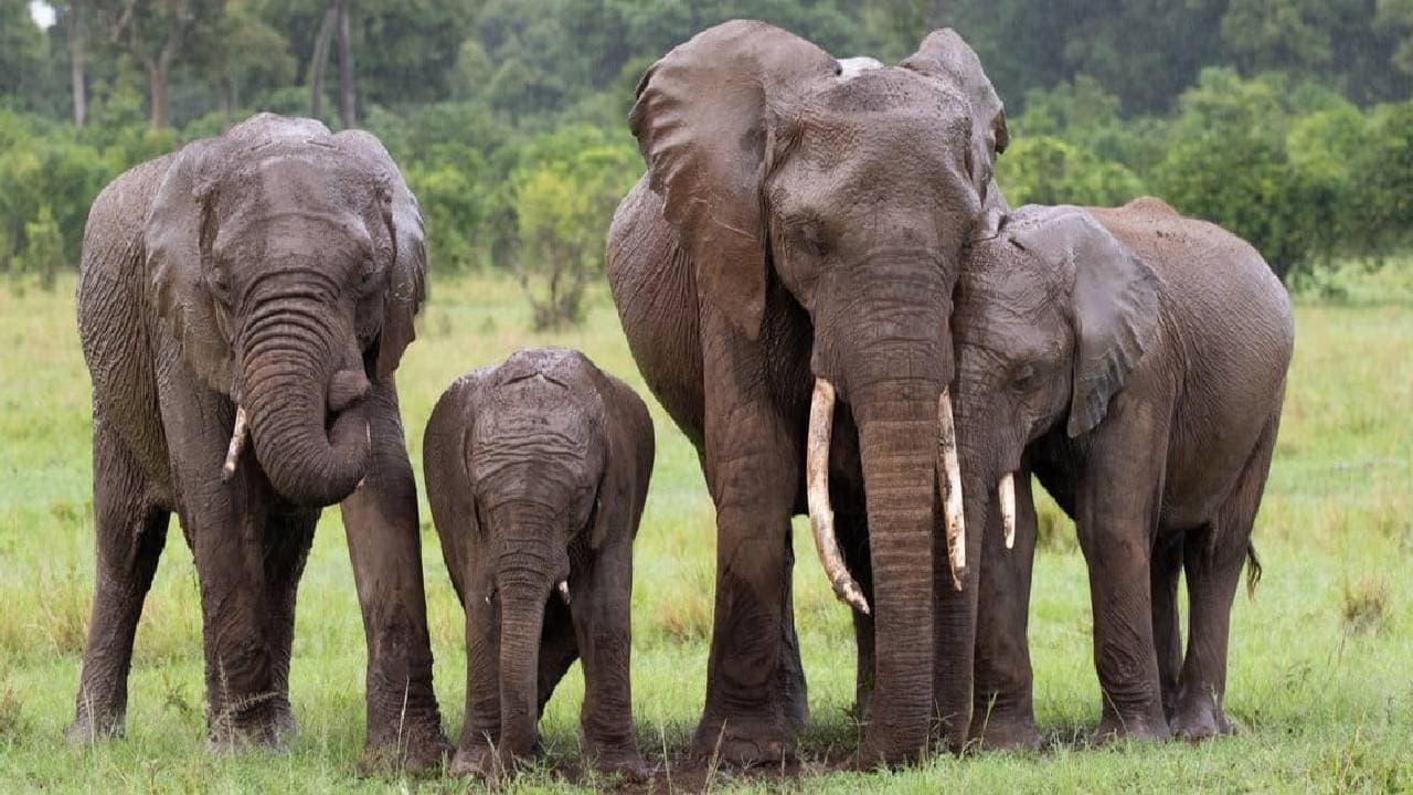 Bengal forest department to install CCTV on elephant corridor 
