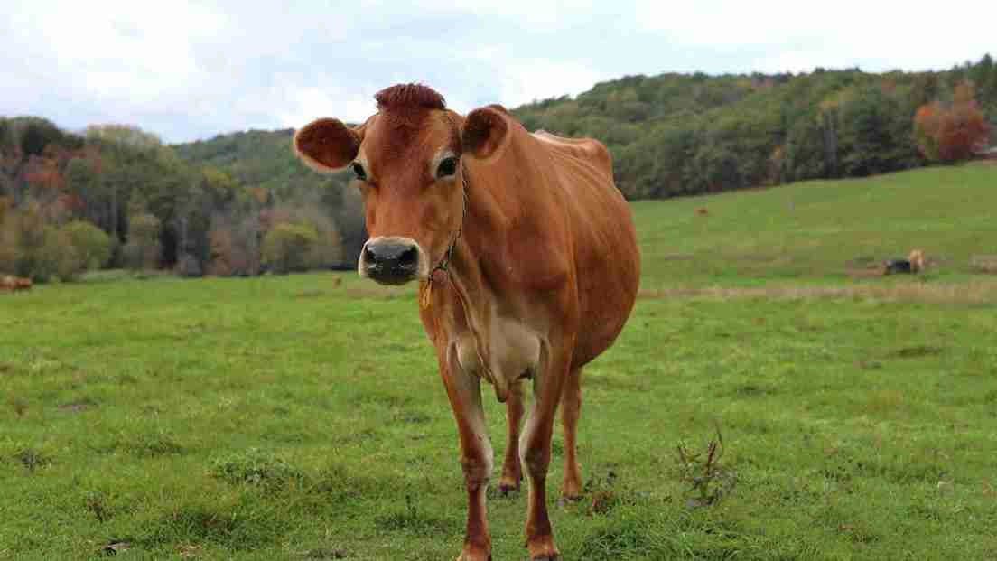 Man Paraded With Garland Of Shoes For Alleged Unnatural Act With Cow in Madhya Pradesh 