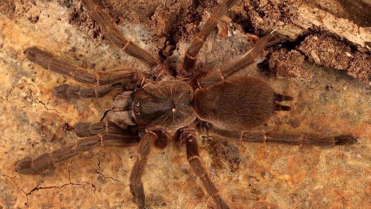 New tarantula species found in india western ghats gnr 