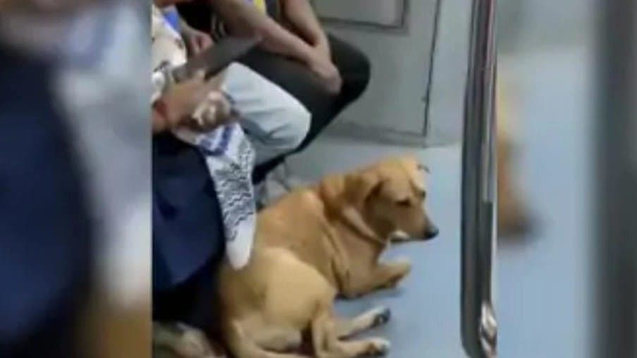Stray Dogs take shelter in metro due to fear of fireworks 