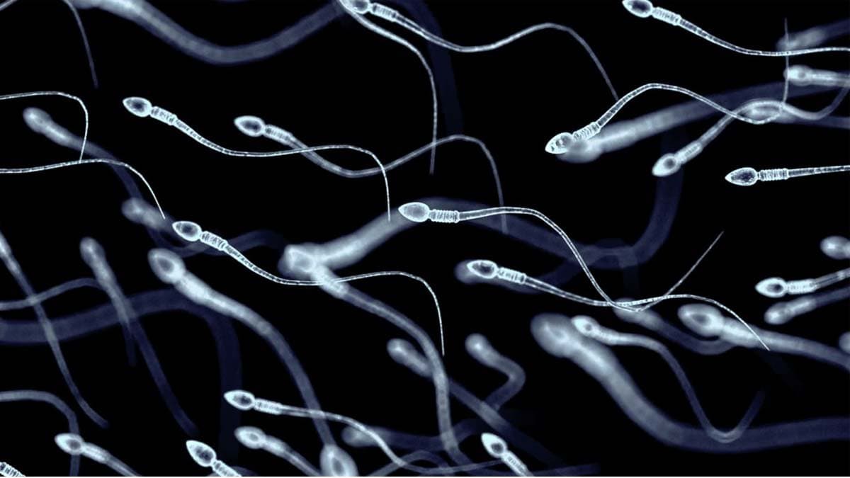 Gujrat woman wants to access dead sons frozen semen what did the Bombay High Court order