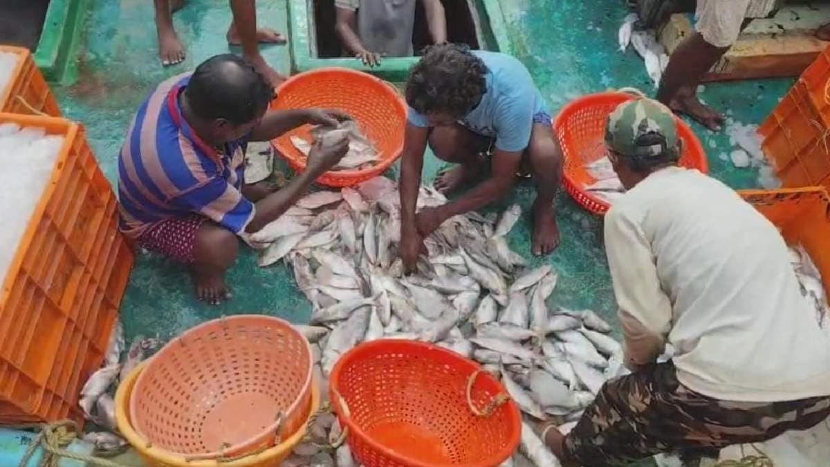 Short Supply Forces Bengalis to Rely on Myanmar and Gujarat Hilsa for Ranna Pujo and Vishwakarma Puja
