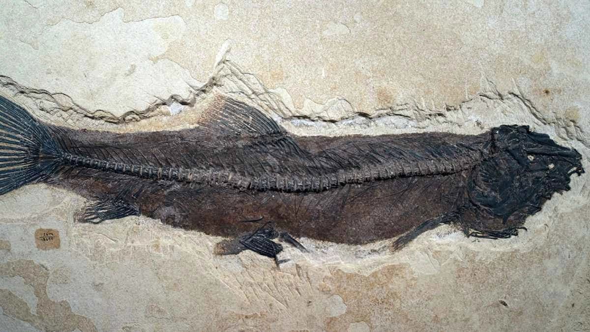 Living Fossil Coelacanth Fish found hiding in plain sight after 150 years