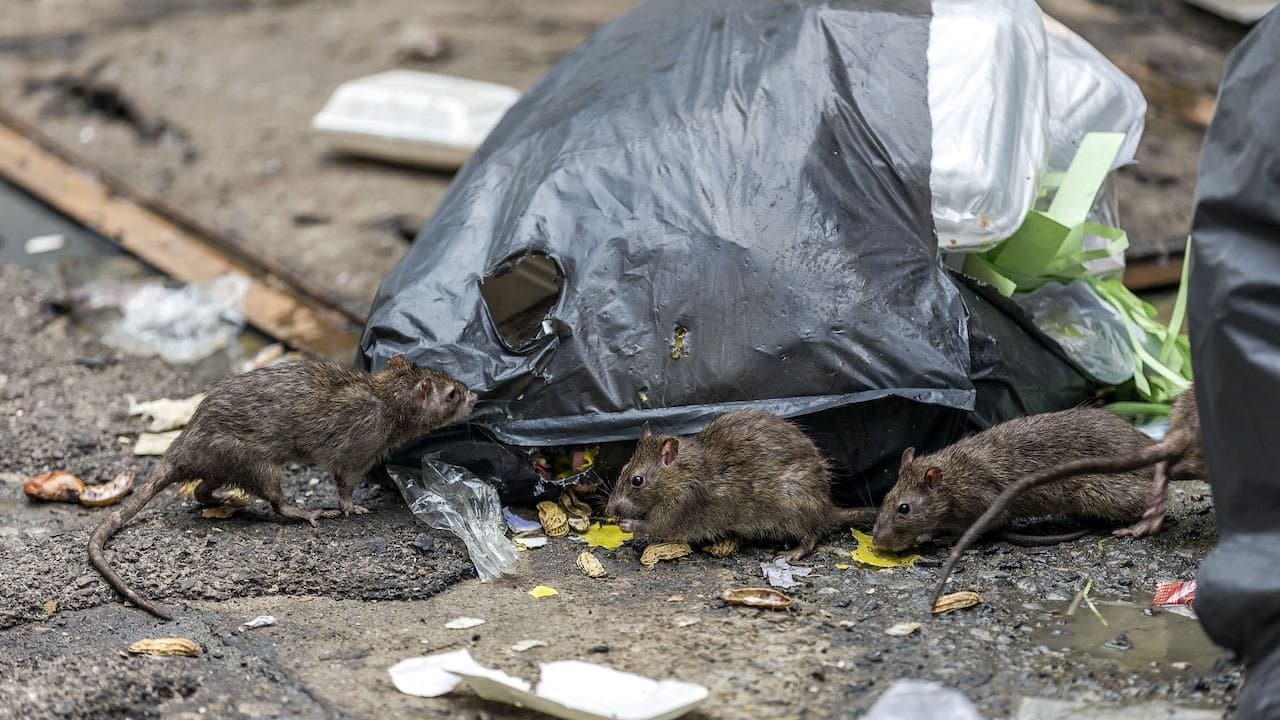 বিশ্বের সবচেয়ে 'ডার্টি' শহর দিল্লি! তারপরেই ঢাকা?