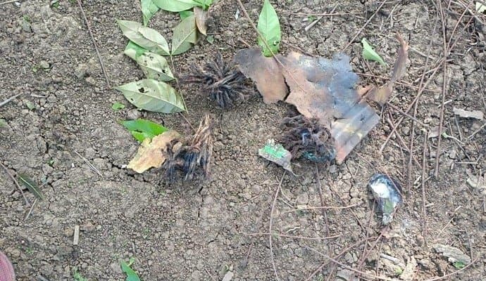 Murshidabad: সাতসকালে ফরাক্কায় বোমা বিস্ফোরণ, হতাহতের খবর নেই 