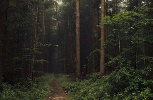 Google Maps misleads 5 students in Odisha forest