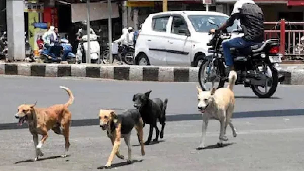 Stray Dog Seen Carrying Head Of Newborn At A Govt Hospital In Punjab