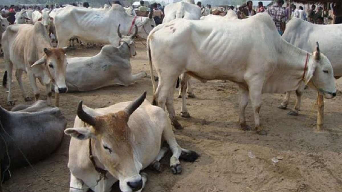 Cow theft suspects will be shot on spot in Uttara Kannada: Karnataka minister