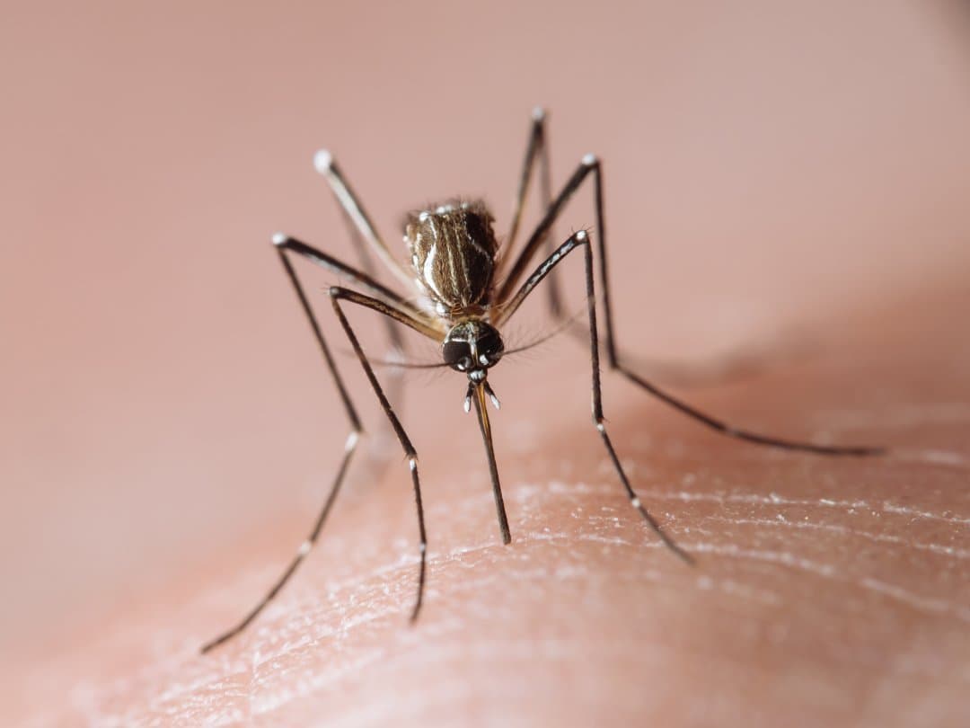 Doctors About Dengue as monsoon season start