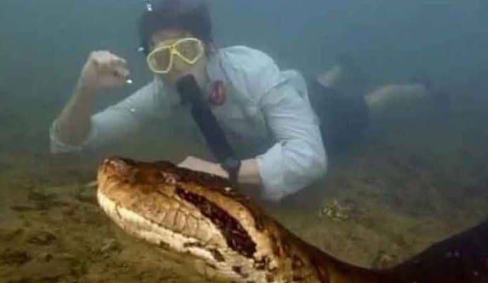 World’s largest anaconda shot dead by hunters in Brazil 