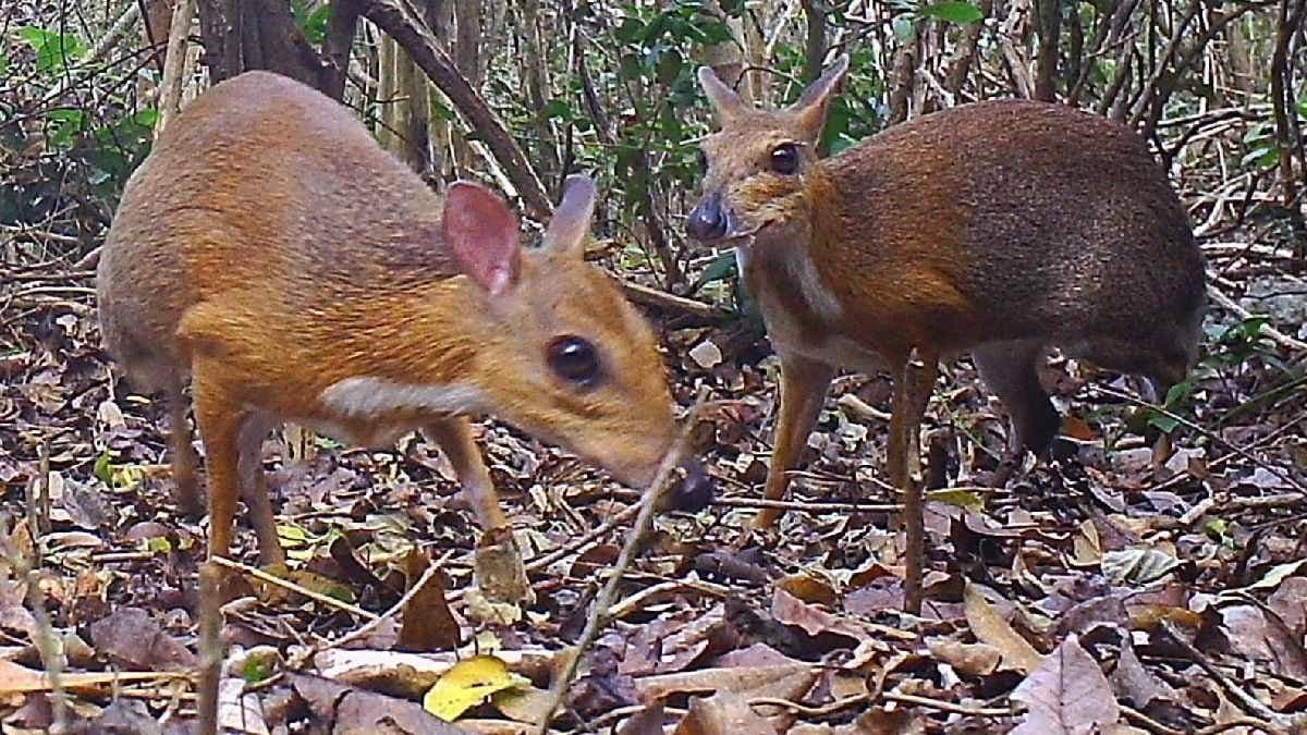 Tiny Mouse Deer makes a miraculous comeback after 30 years