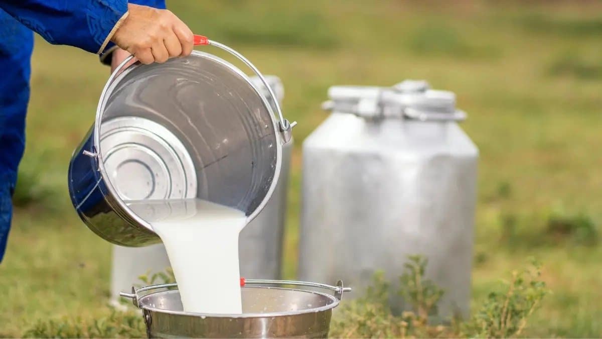 What is the non-vegetarian milk that USA wants to sell in India