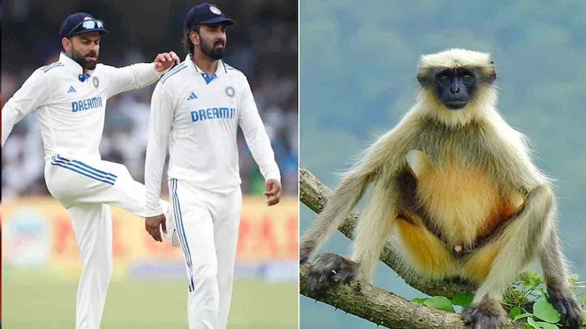 Kanpur test hires langurs for security during match, here's the reason spt 