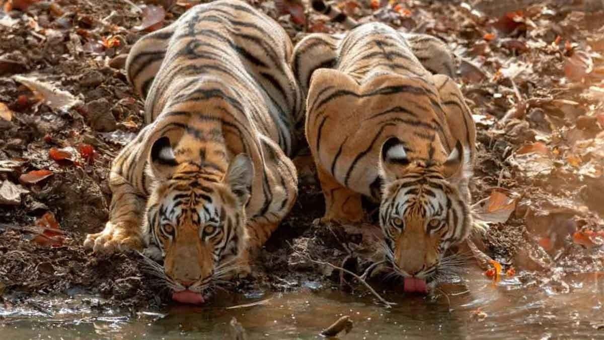 মহারাষ্ট্রে বাঘের দেখা মিলবে আরও সহজে, কোন নতুন পদক্ষেপ নিল সরকার 