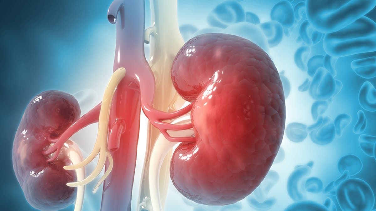 Eat these foods to improve your kidney health