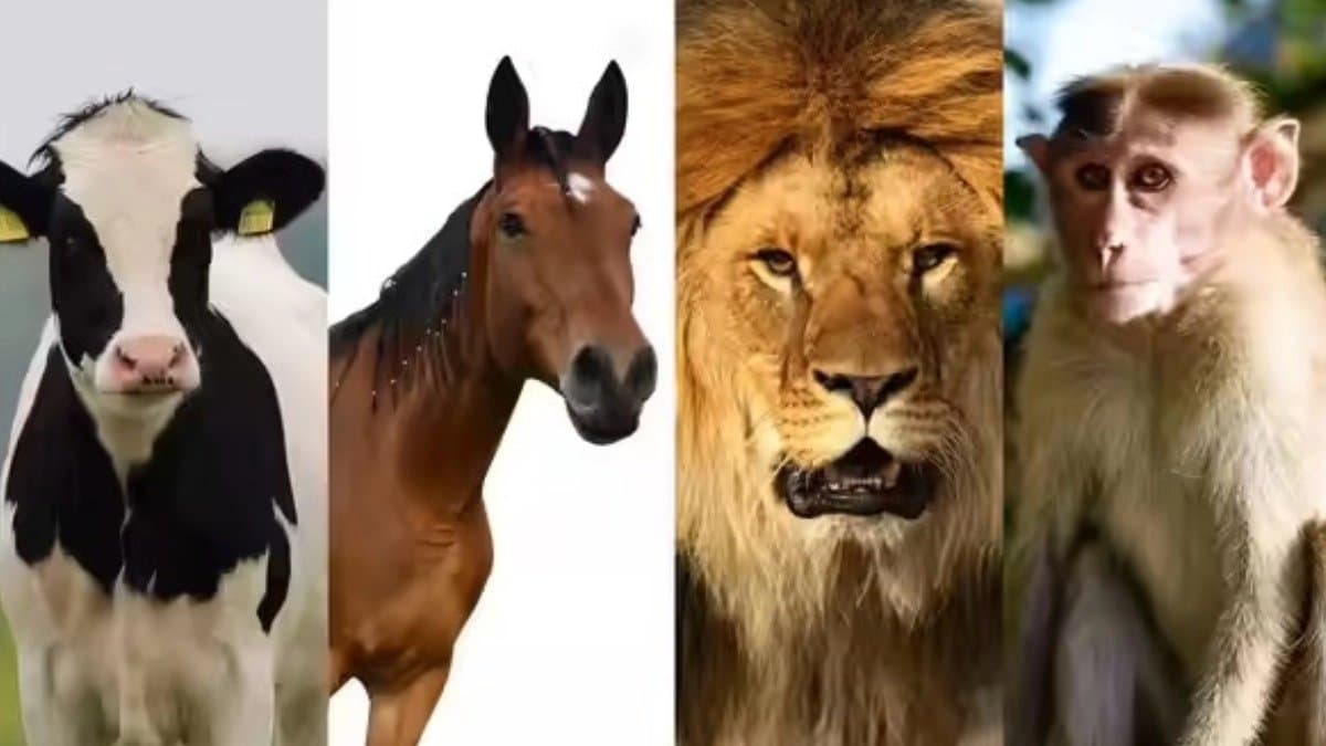 Personality test: The animal you choose from the picture reveals what kind of person you are