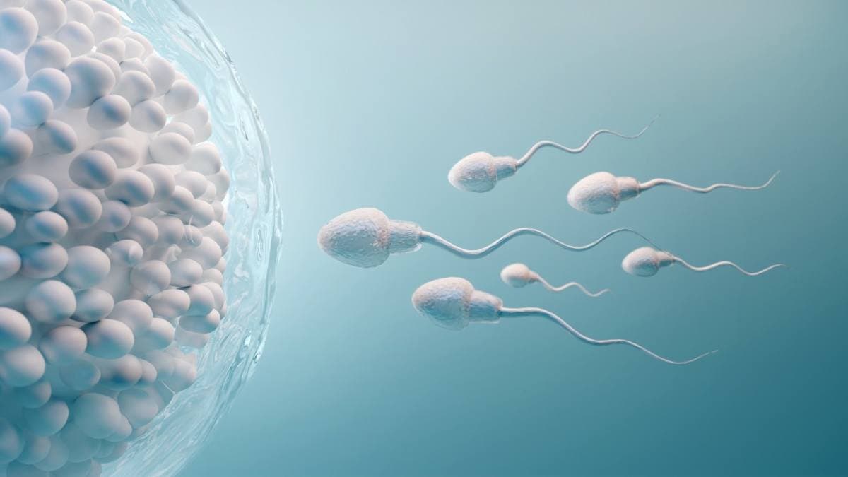 Covid 19 virus affects sperm rna which can hamper brain growth in next generation says study
