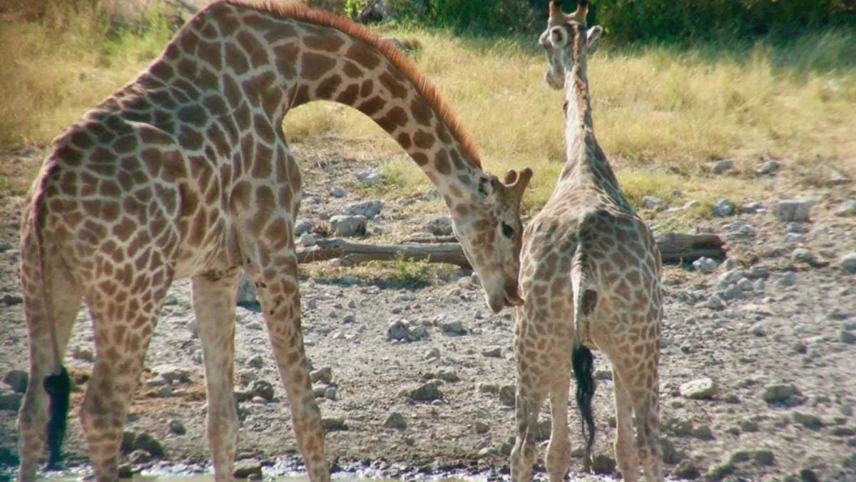 The tradition of drinking urine before mating of giraffe