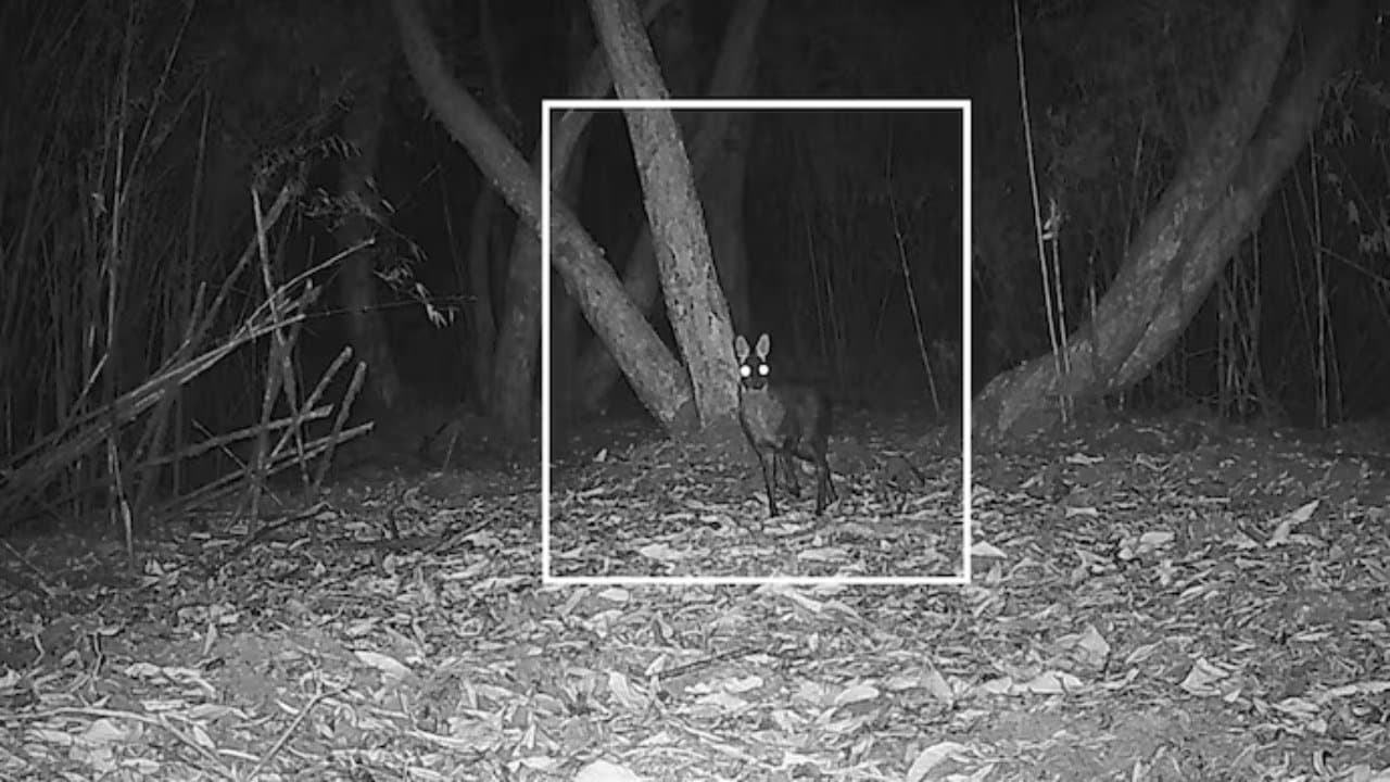 বাংলায় ৭০ বছর পর দেখা মিলল লুপ্তপ্রায় এই প্রাণীর