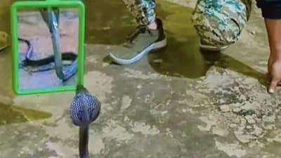 She Looked In The Mirror And Turned Into A Snake Naagin Reveal in Video