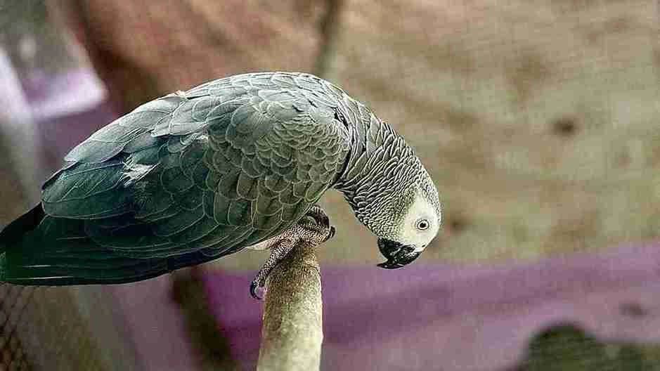 Pet Bird Missing Couple Distributed Missing Poster in City