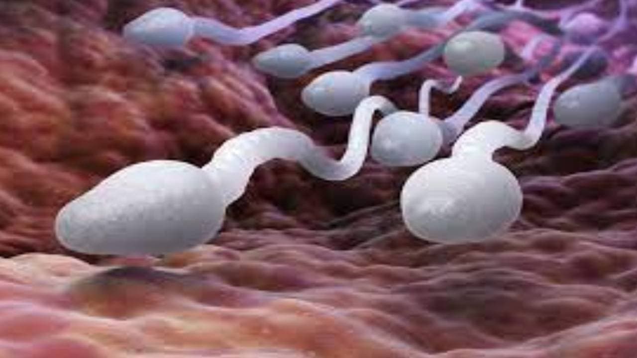 Consuming sperm during arousal is harmful