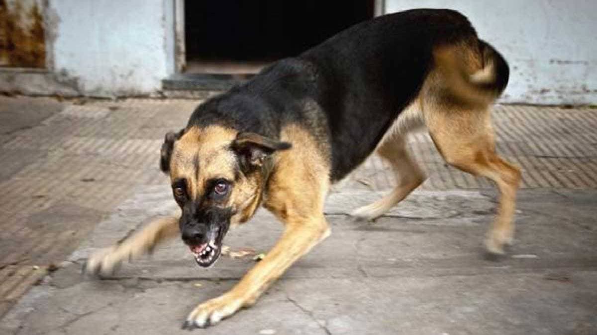 Man beats rabid dog to death after it attacks 35 including kids in Kerala Kunnur