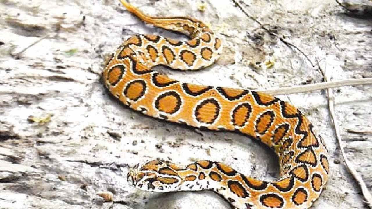 Russell Viper: Whistle of Death can kill anyone