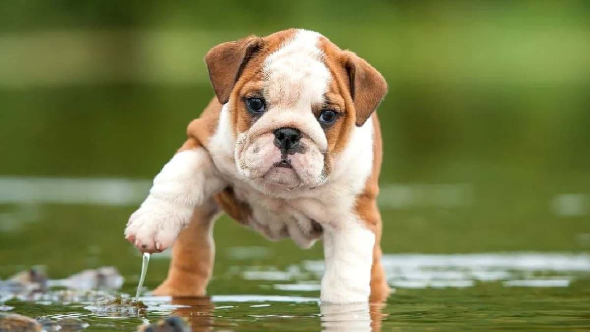 English Bulldog to Pug best Dogs for first time pet owners