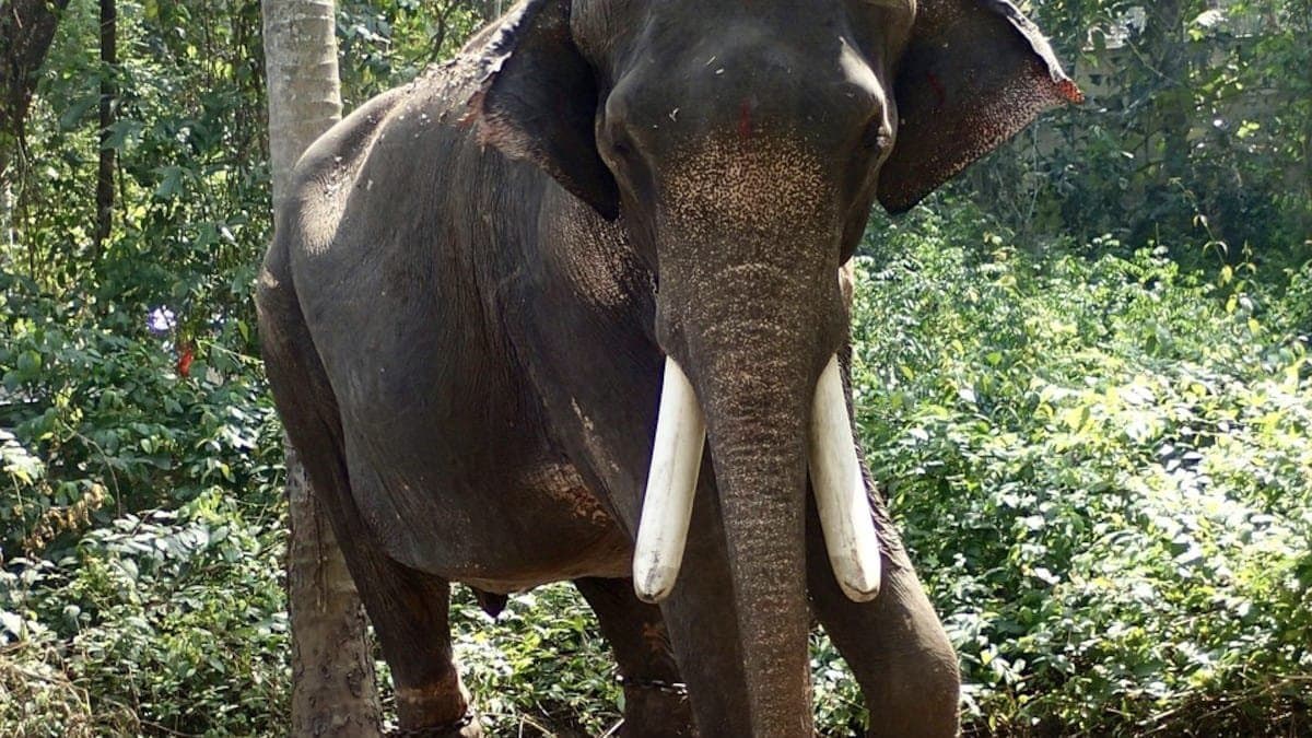  2 Sisters Trampled To Death By Wild Elephant While Sleeping In Odisha gnr 