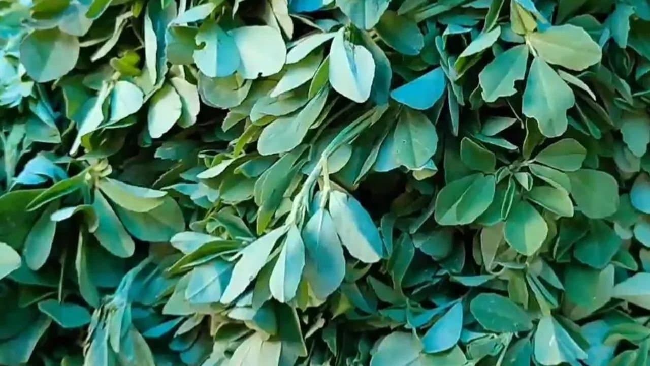 Health tips benefits of having methi leaves