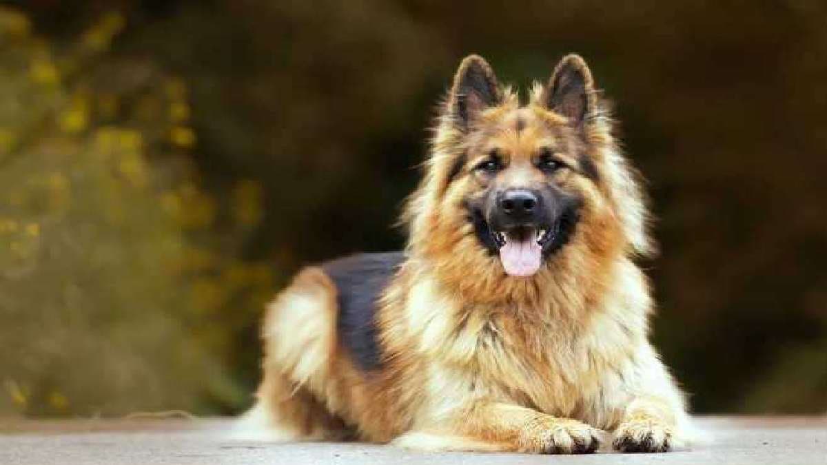 Noida man drags German Shepherd dog for 12 kms by car for barking at his child
