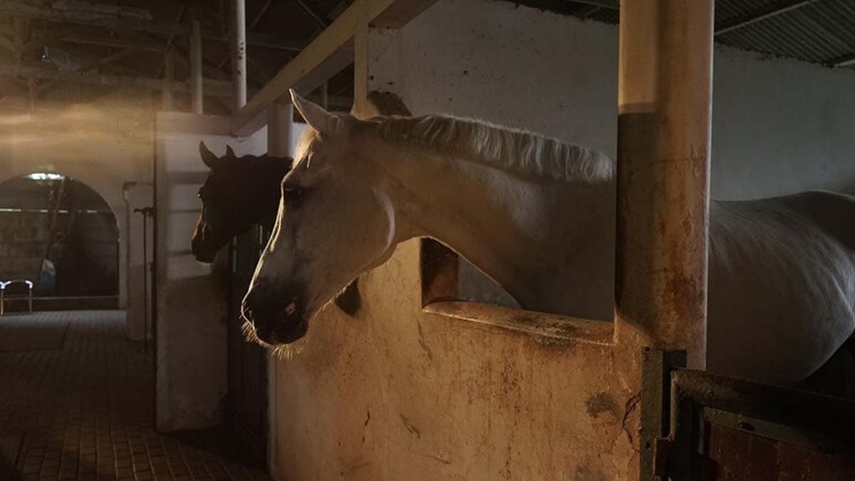 A youth was arrested in Nagpur on charges of physically abusing a horse