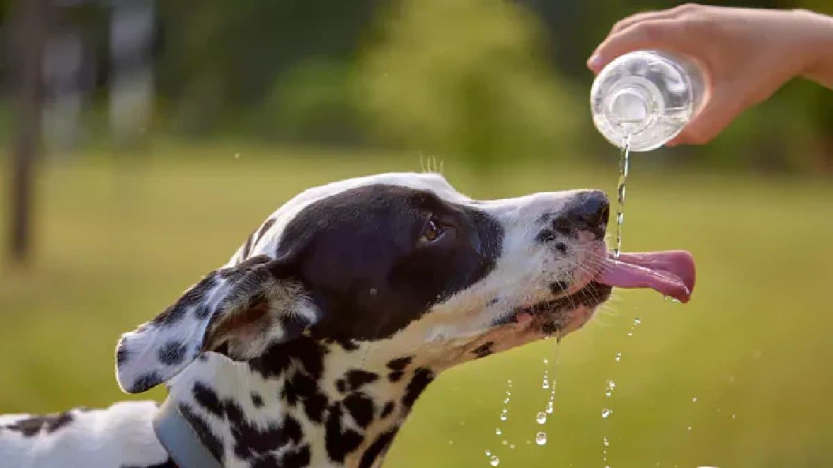 Summer Pet care: five tips to keep your pet dog healthy in heatwave