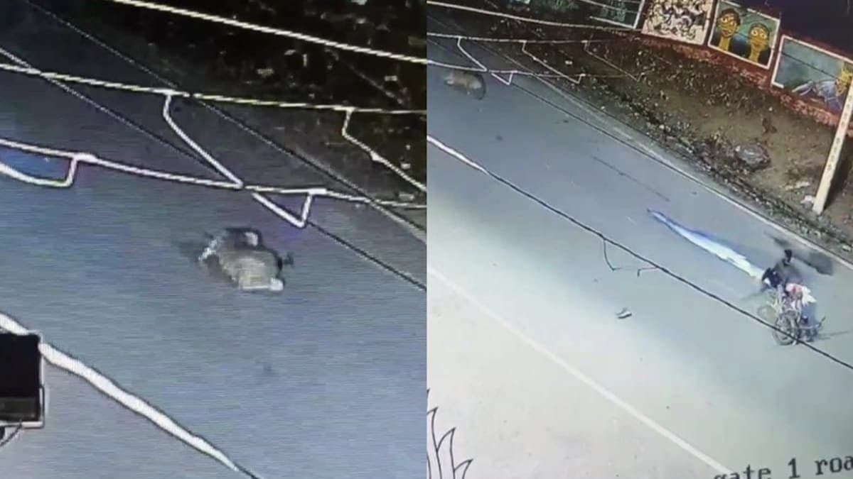 Leopard Crossing Road Collides With Milkman, What Happens Next gnr 