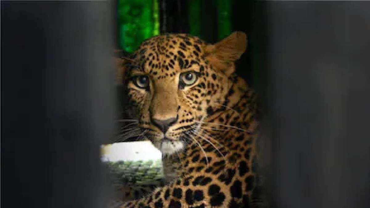Three-Year-Old Boy Attacked By Leopard
