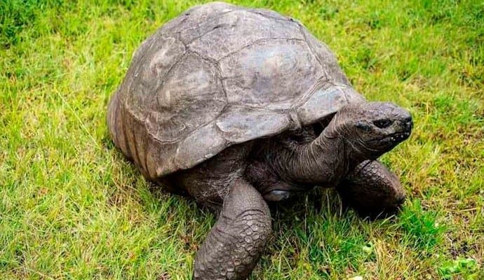 Tortoise Jonathan celebrate 191 years Birthday