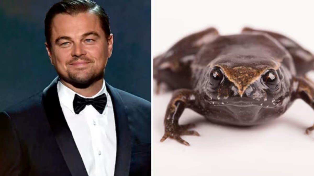 Ecuador named a new species of frog after the actor Leonardo DiCaprio gnr