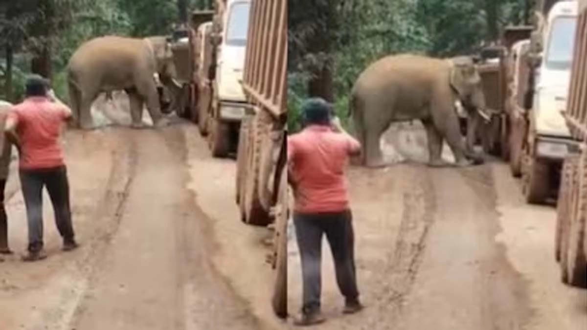 Hungry elephant blocks trucks sniffs drivers bags for food see the Video