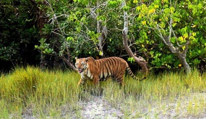 Sundarban: সুন্দরবনের আয়ু আর মাত্র চার বছর!‌ 