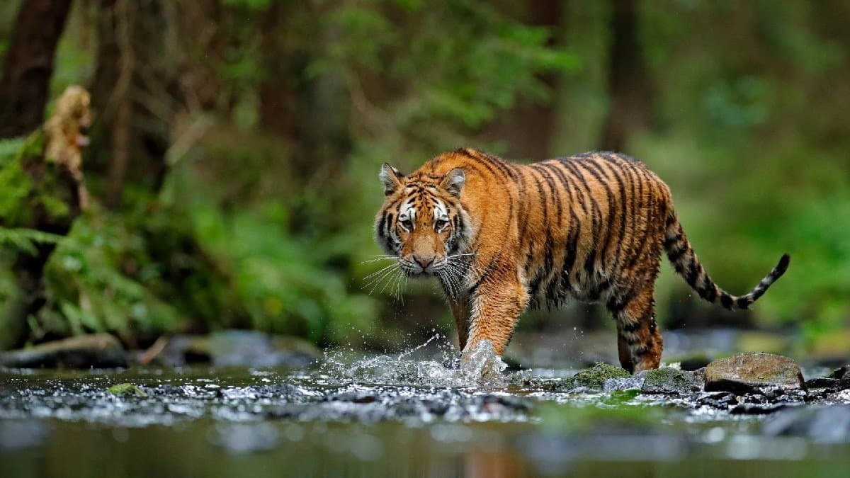 Zoo Sells Tiger Urine As A Cure For Rheumatism know details gnr 