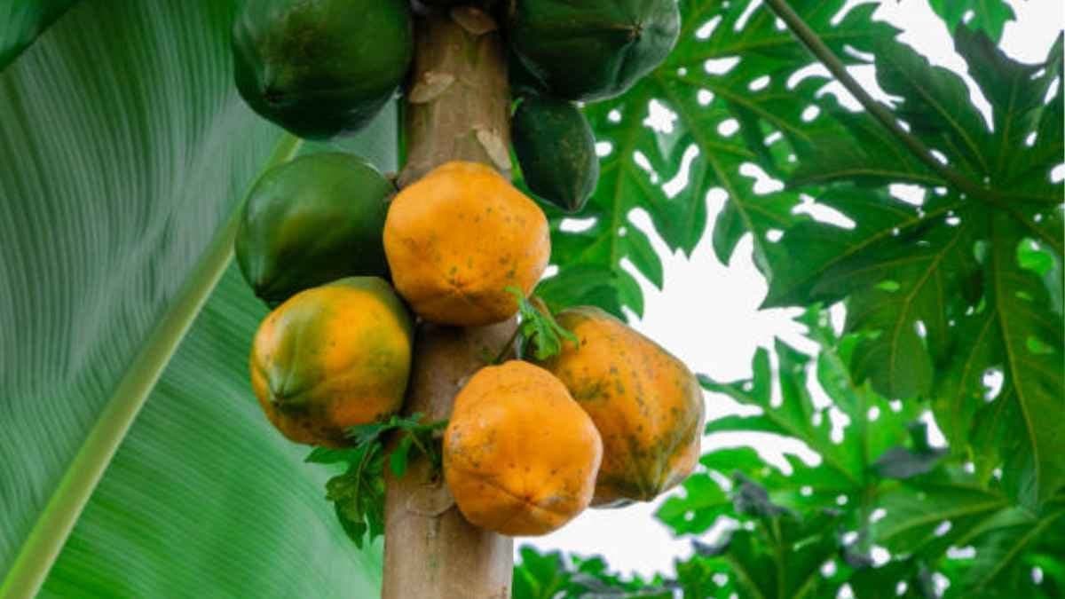 রক্তে প্লেটলেট বাড়ে চড়চড়িয়ে, দূর করে ত্বকের নানা ধরণের সংক্রমণও, জানুন এই পাতার হাজারো গুণাগুণ