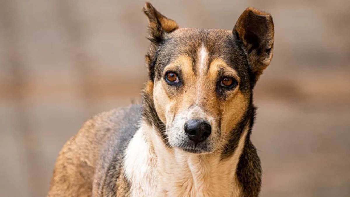 Stray dog carries dead newborn in its mouth in Madhya Pradesh Rewa probe launched after video goes viral