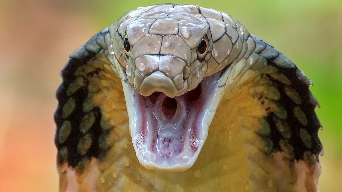  47 people declared dead 280 times in BJP led Madhya Pradesh under snake bite scam