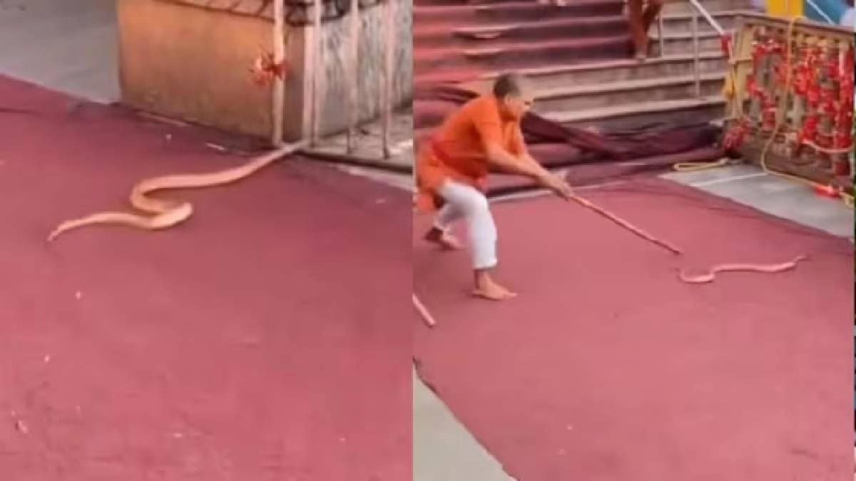 Elderly Man Drives Away Snake With Wooden Stick At UP’s Ladli Ji Mandir