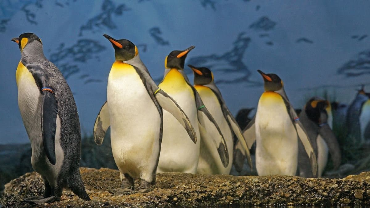 Nesting swimming or squabbling with their neighbours know about Incredible Places To See Penguins 