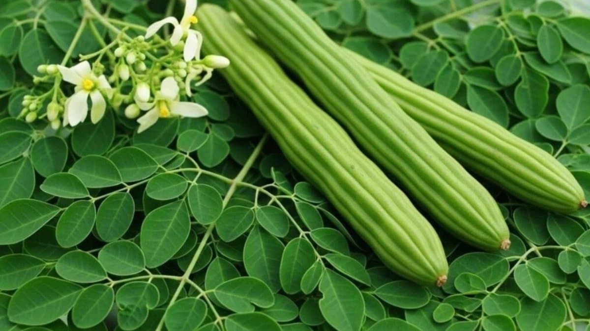 Moringa is not beneficial for everyone it act as poison for four people