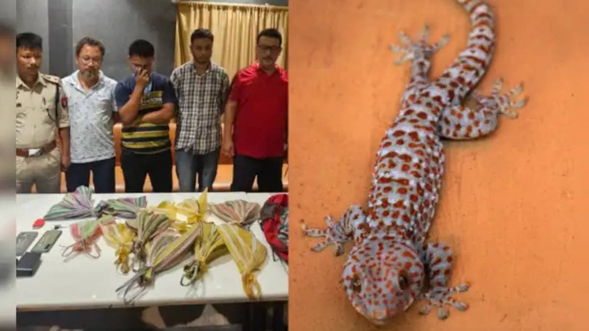 Rare lizard rescued from dibrugarh three arrested
