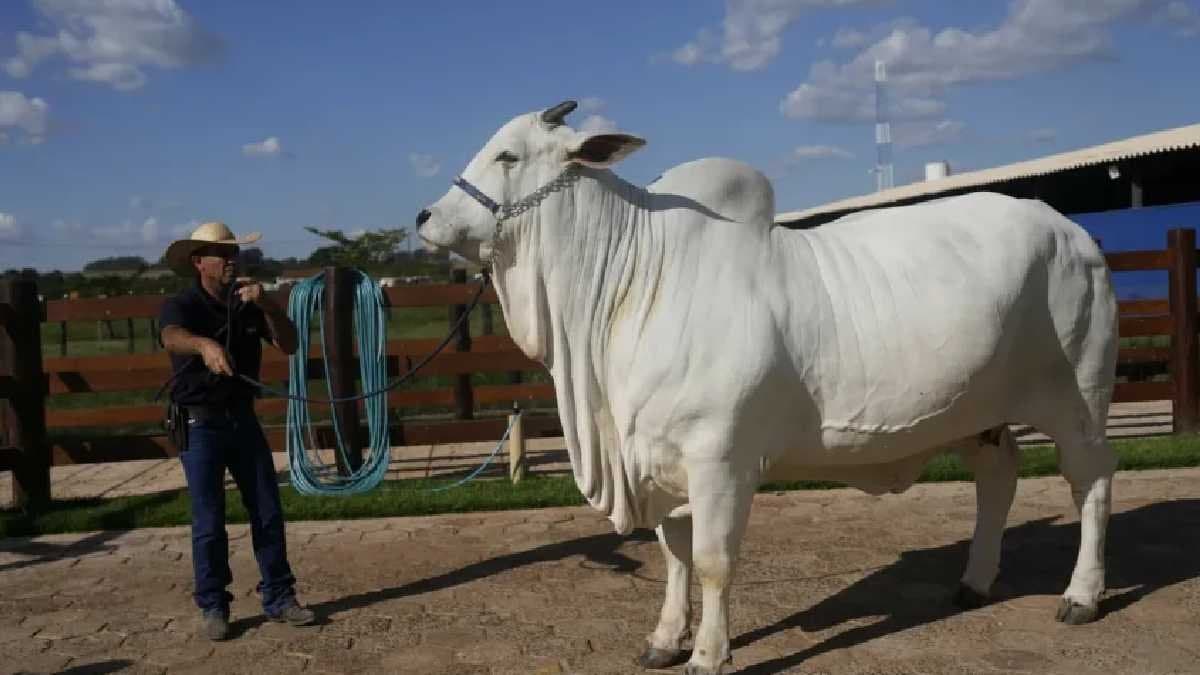 Vitania 19 a nelore cow from brazil was sold for a record 4 million gnr 