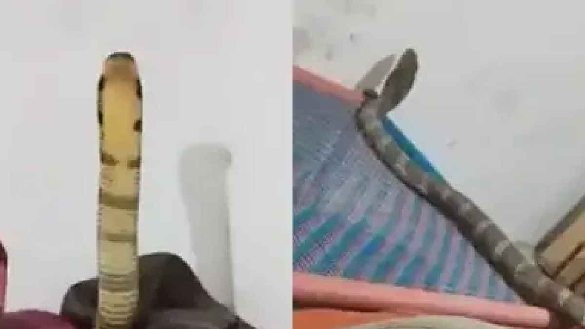 Viral video shows man calm reaction despite deadly King Cobra on bed